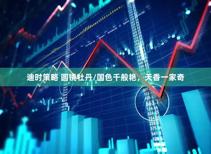 迪时策略 圆镜牡丹/国色千般艳，天香一家奇